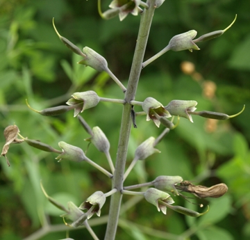 white false indigo