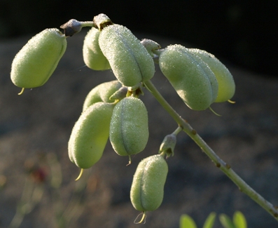 Baptisia alba immature seed pods