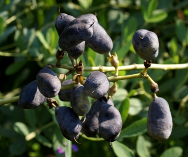 Baptisia alba ripe seed pods