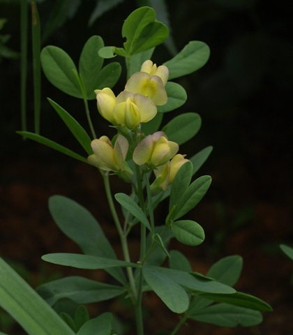 Baptisia 'Solar Flare Prairieblues'