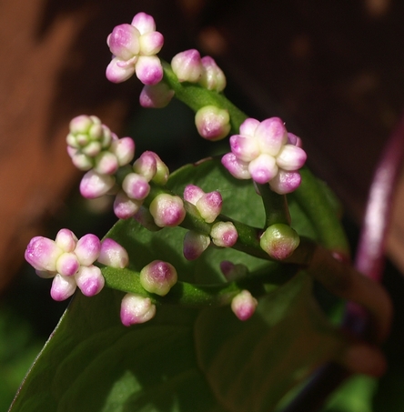 Malabar spinach