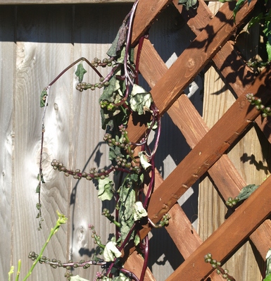 Malabar spinach