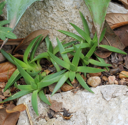 Bergeranthus vespertinus