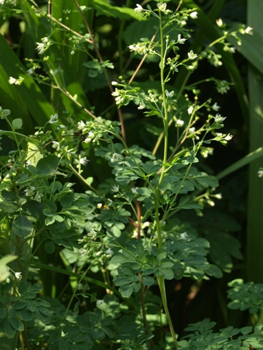 Boenninghausenia albiflora