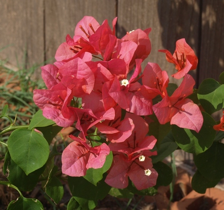 Bougainvillea spectabilis