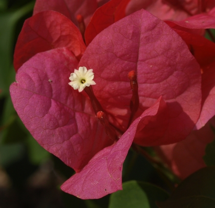 paper flower