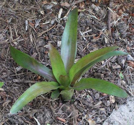 Bromelia