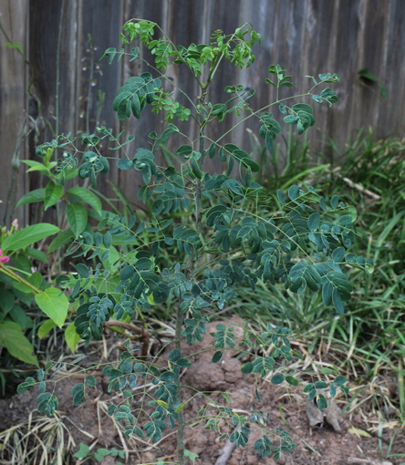 Caesalpinia mexicana
