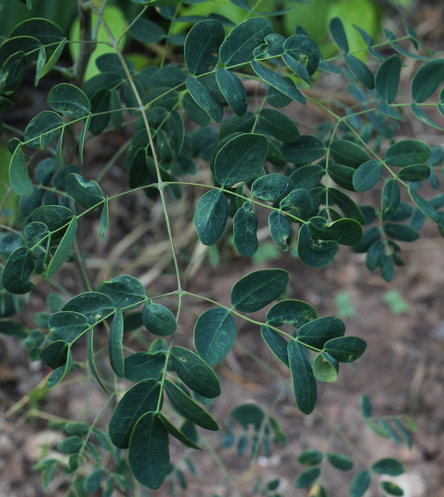 Mexican bird of paradise