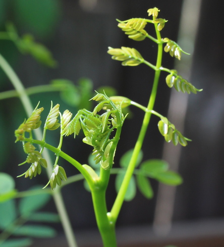 Caesalpinia mexicana
