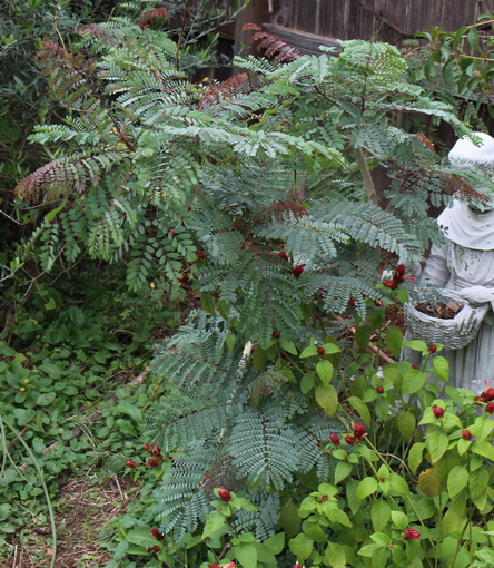Caesalpinia pulcherrima