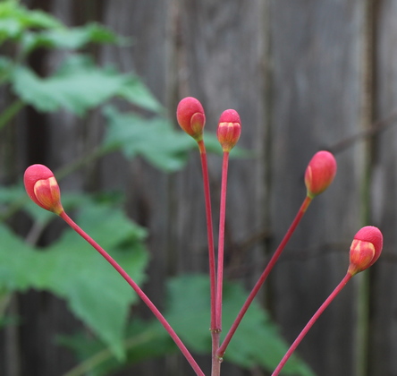 pride of Barbados