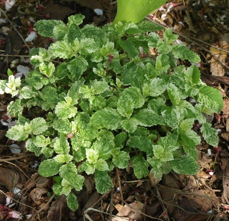 Calamintha grandiflora 'Variegata'