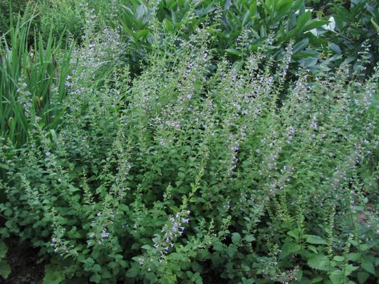 Calamintha nepeta