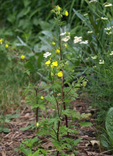 Calceolaria chelidonioides