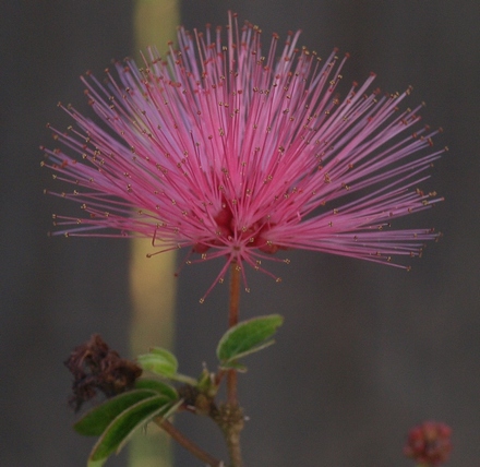 dwarf red powderpuff