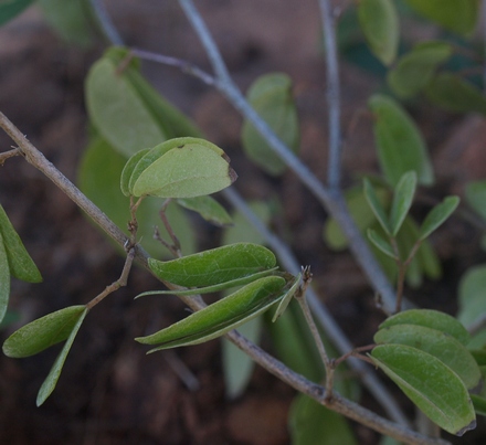 dwarf red powderpuff