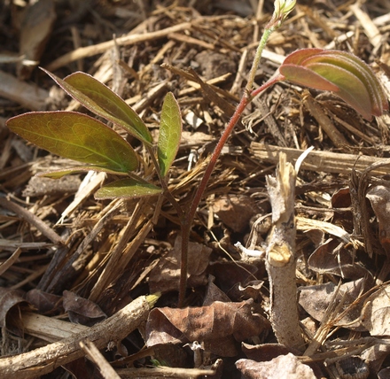 Calliandra emarginata