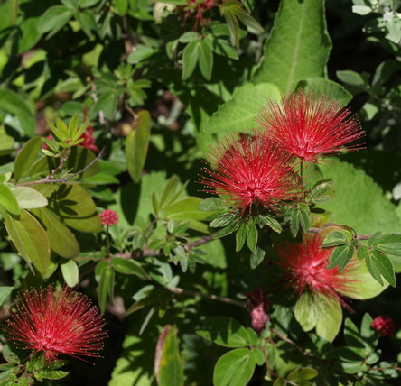 Calliandra emarginata