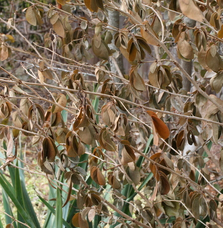 Calliandra emarginata