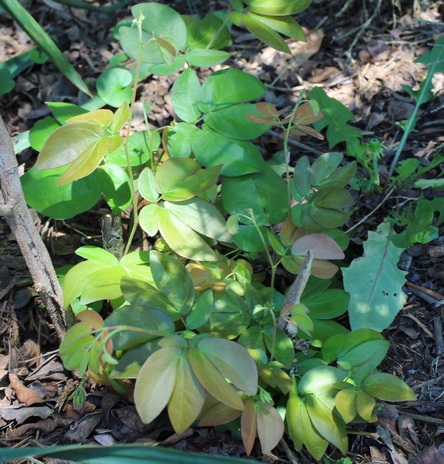 dwarf red powderpuff
