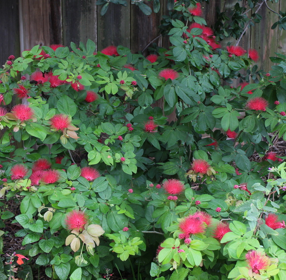 Calliandra emarginata