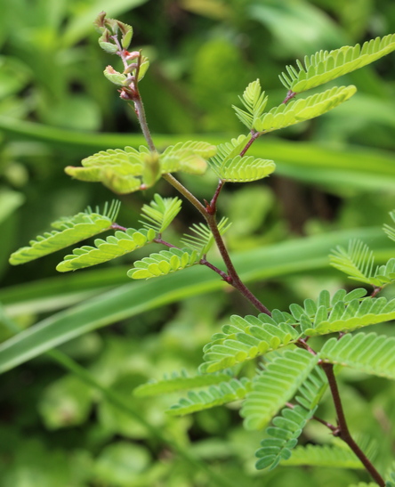 Calliandra eriophylla