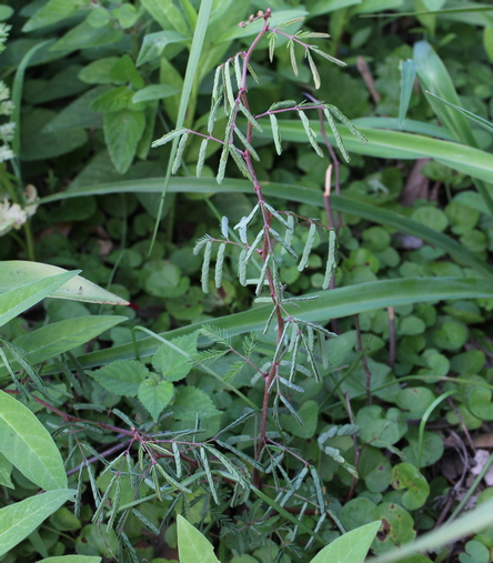 Calliandra eriophylla