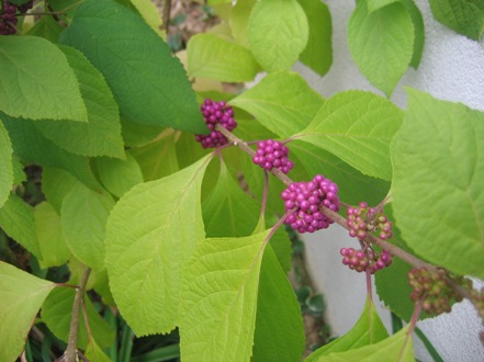 Callicarpa americana