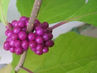 beautyberry