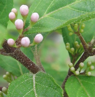 Bodinier's beautyberry