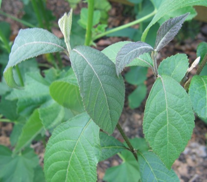 Callicarpa mollis