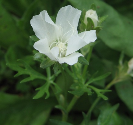 white-flowered poppy mallow