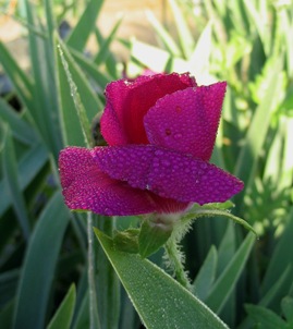 poppy mallow; winecups