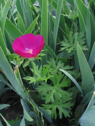 Callirhoe involucrata