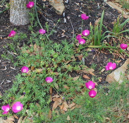 poppy mallow; winecups