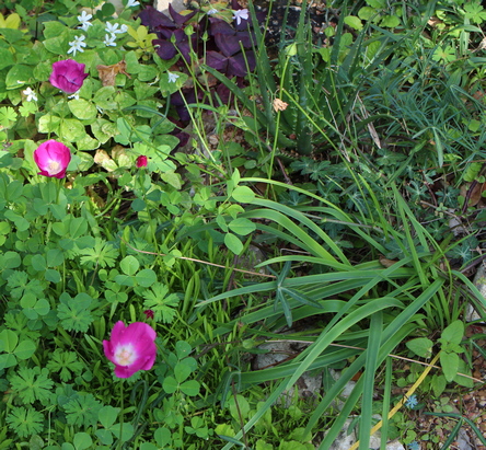 Callirhoe papaver