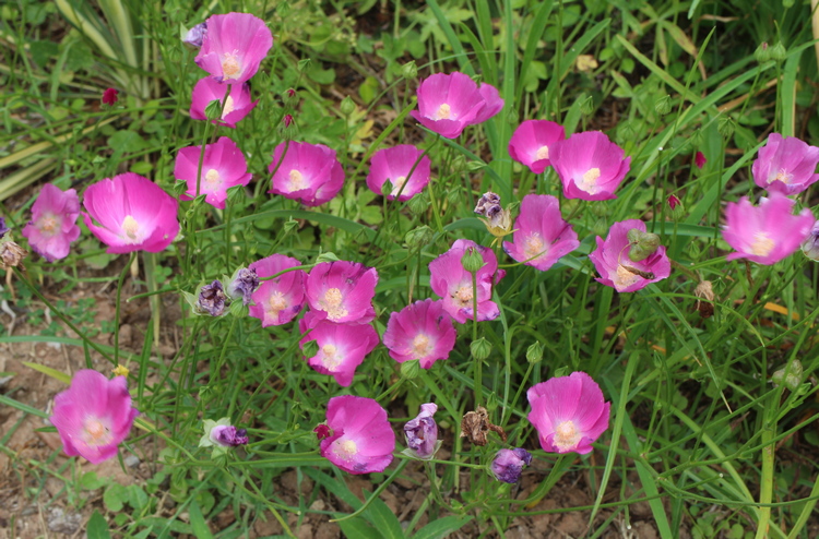 Callirhoe papaver