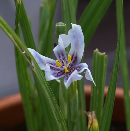 Calydorea amabilis