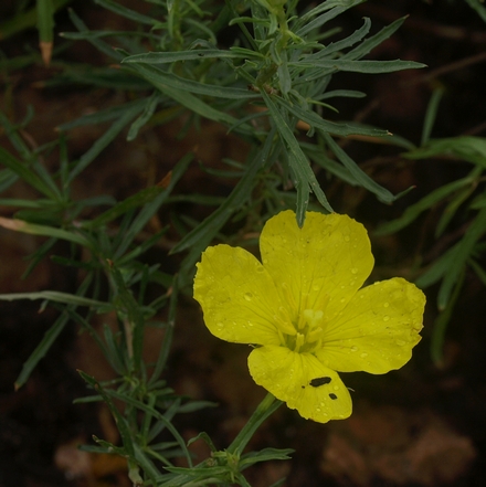 Texas primrose, square-bud evening primrose, Texas sundrops