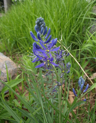 blue camass; indian hyacinth