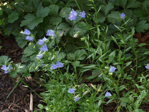 Campanula cochlearifolia