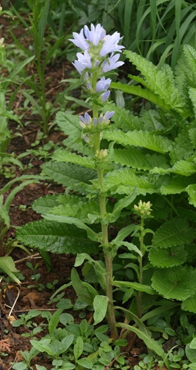 Campanula moesiaca