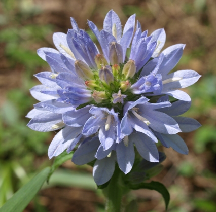 Campanula moesiaca