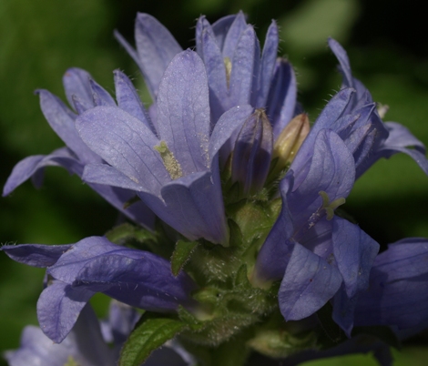 Campanula moesiaca