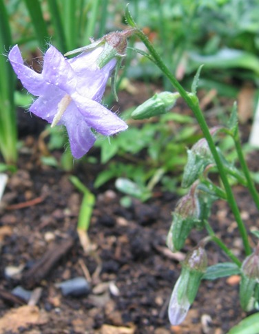 Campanula rigidipila
