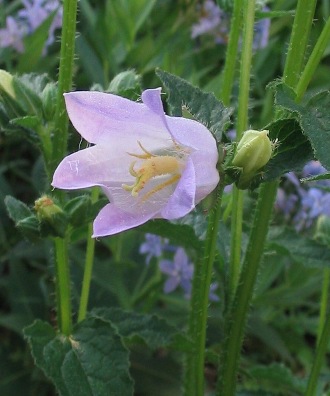 Campanula trachelium