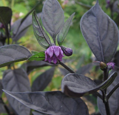 Capsicum annuum