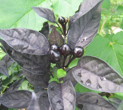 ornamental peppers