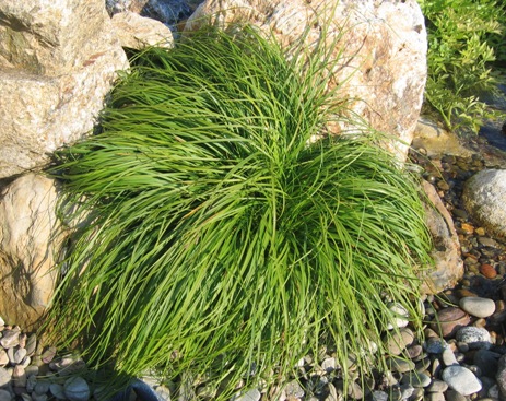 Carex caryophyllea 'The Beatles'